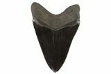 Black, Fossil Megalodon Tooth - South Carolina #90758-2